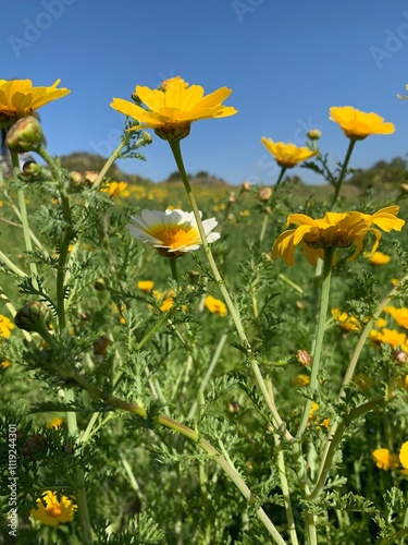 A vibrant field of yellow wildflowers stretches towards a clear blue sky.