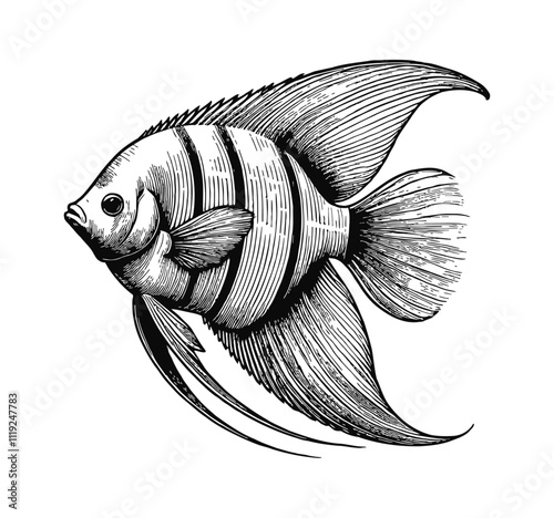 angelfish engraving black and white outline