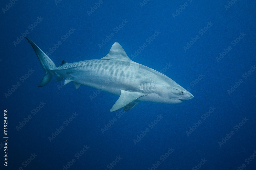 Obraz premium Tiger shark, French Polynesia