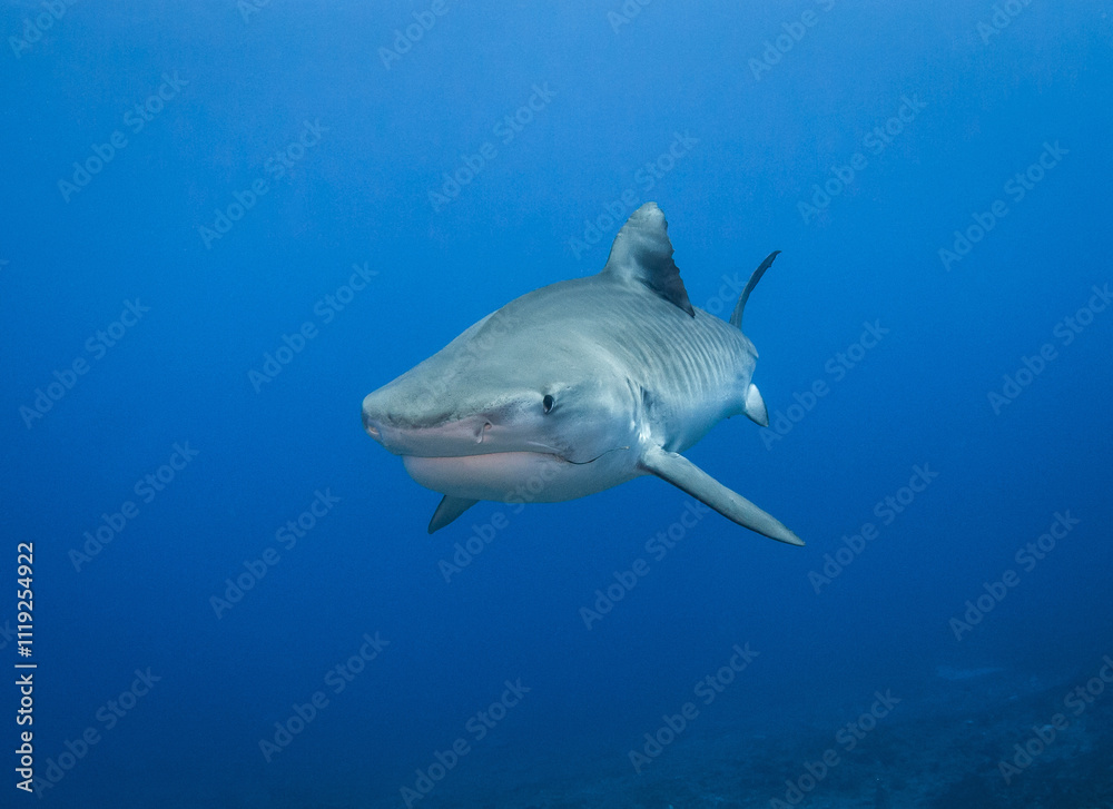 Fototapeta premium Tiger shark, French Polynesia