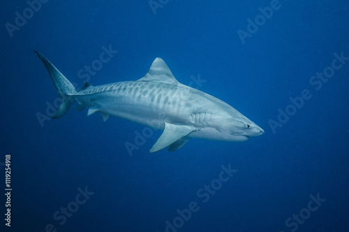 Tiger shark, French Polynesia