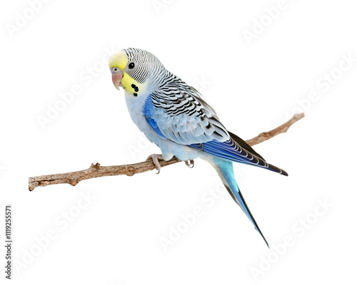 Parakeet perched on a thin tree twig, isolated on white background