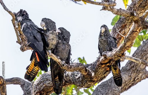 A group of Red-tailed black cockatoos (Calyptorhynchus banksii naso), male without spots.
 Perth Western Australia photo