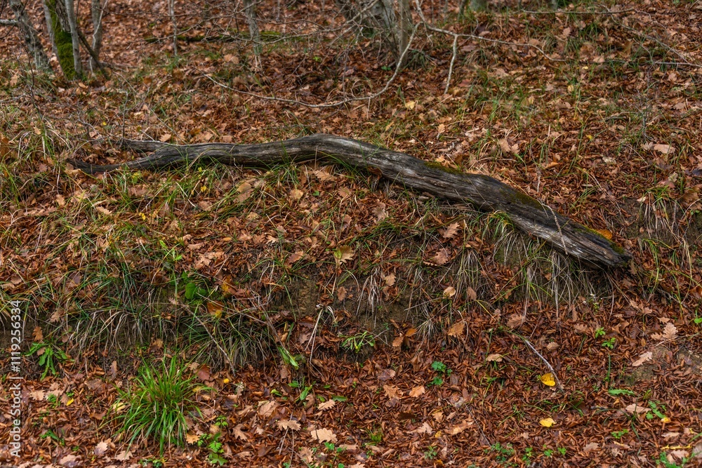 an old blackened crooked log lies on orange-yellow leaves in the forest on a cloudy day an old blackened crooked log lies on orange-yellow leaves in the forest on a cloudy day