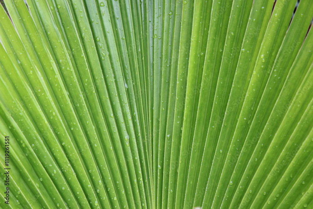 green leaf green leaf