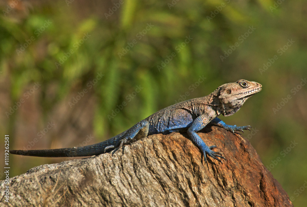 Fototapeta premium lizard on a rock