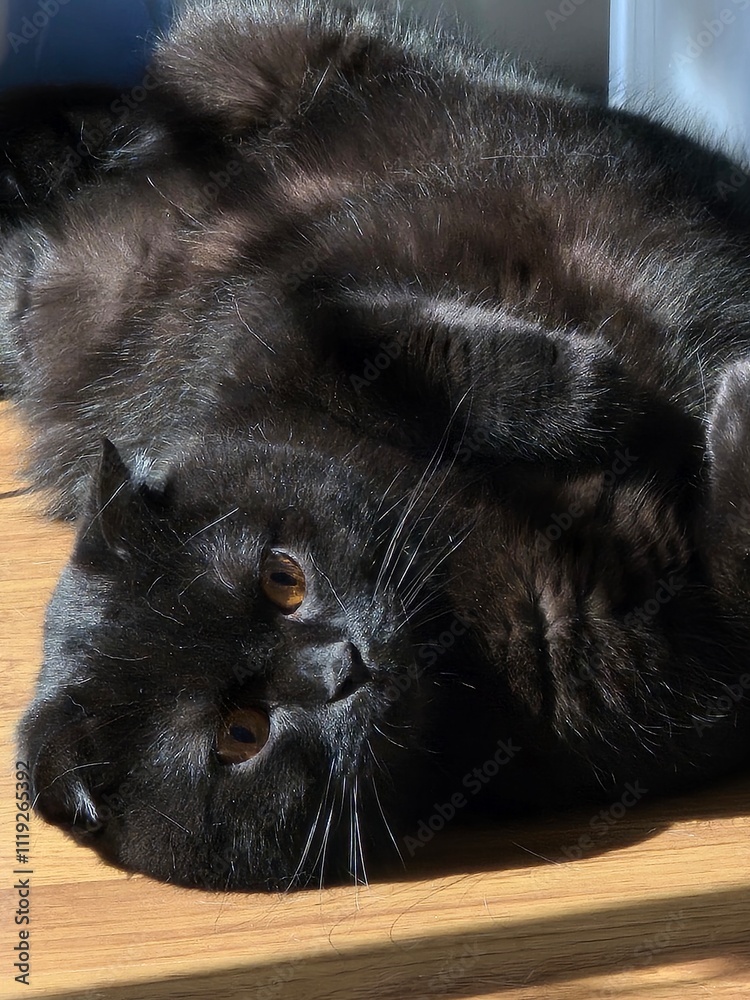The black cat lying on the floor. The black cat lying on the floor.