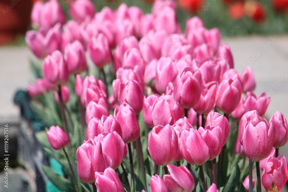 Obraz premium field of tulips