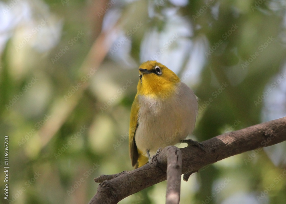 red and yellow bird red and yellow bird