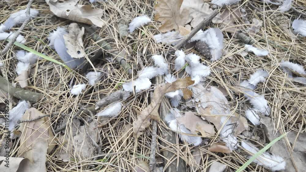 bird feathers on the ground. feathers after eating a bird. a predator hunts birds. different feathers are lying on the floor. bird feathers on the ground. feathers after eating a bird. a predator hunts birds. different feathers are lying on the floor.