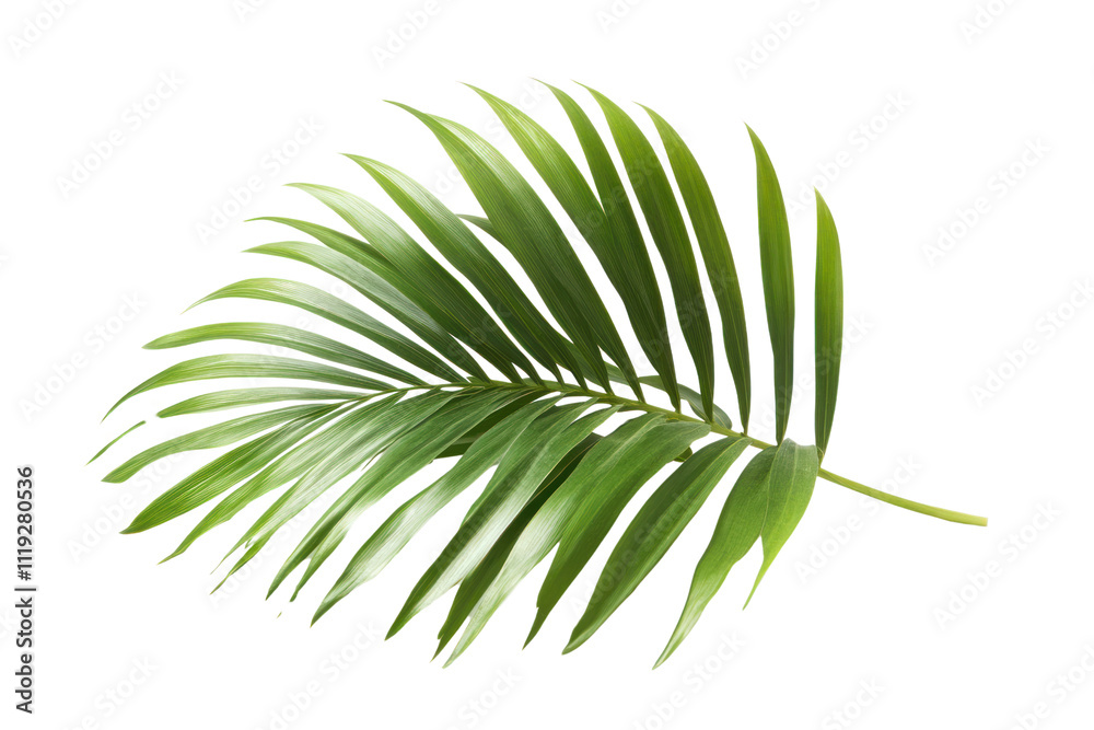 Tropical Palm Frond: Lush, vibrant green palm leaf isolated, perfect for summer designs and tropical themes. Tropical Palm Frond: Lush, vibrant green palm leaf isolated, perfect for summer designs and tropical themes.