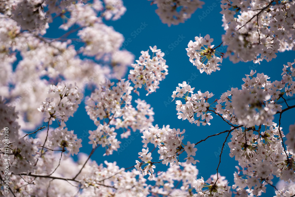 The cherry blossom tree background. White spring flowers the blossom fruit tree. Bunches of white cherry blossoms on blue sky. Spring day. Spring nature. The cherry blossom tree background. White spring flowers the blossom fruit tree. Bunches of white cherry blossoms on blue sky. Spring day. Spring nature.