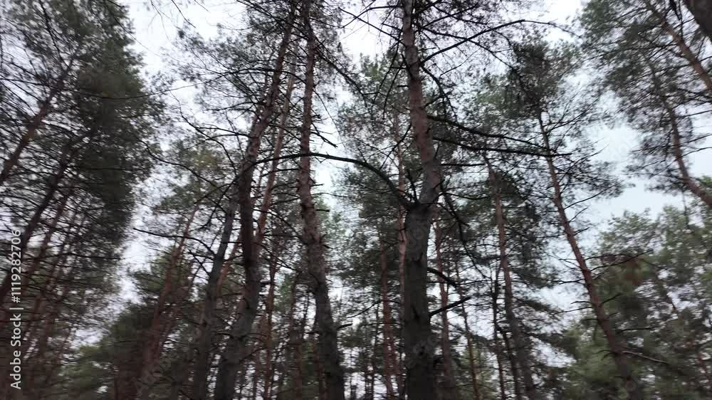 forest video slow motion. tree branches and pine trees slow motion video. smooth video of a walk in the forest. forest video slow motion. tree branches and pine trees slow motion video. smooth video of a walk in the forest.