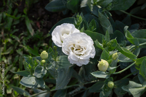 Thai agricultural produce to be exhibited at the fair