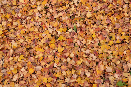 Autumn foliage fallen leaves