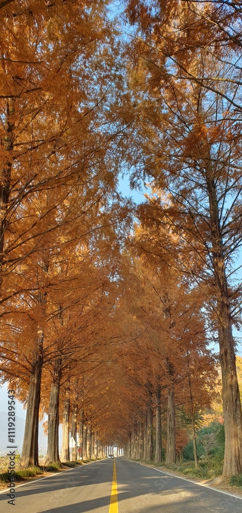 Fototapeta premium Sunchang Metasequoia Road
