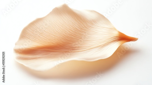 Delicate peach flower petal, soft texture, white isolate background.