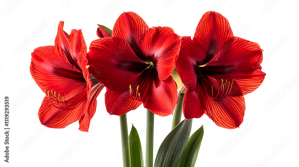 rich red amaryllis isolated on white background rich red amaryllis isolated on white background