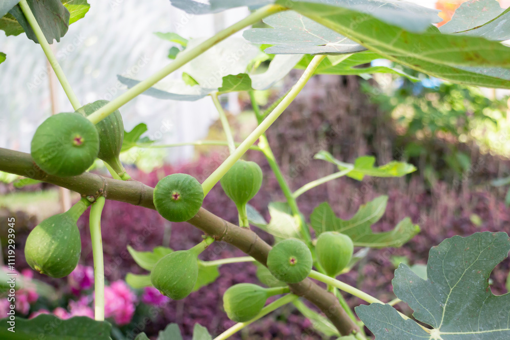 Thai agricultural produce to be exhibited at the fair Thai agricultural produce to be exhibited at the fair