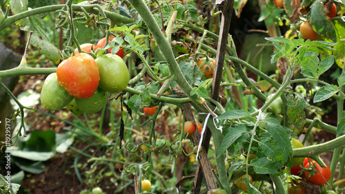 Red and Green Tomatoes that are wet after being watered appear to be growing well in the garden photo