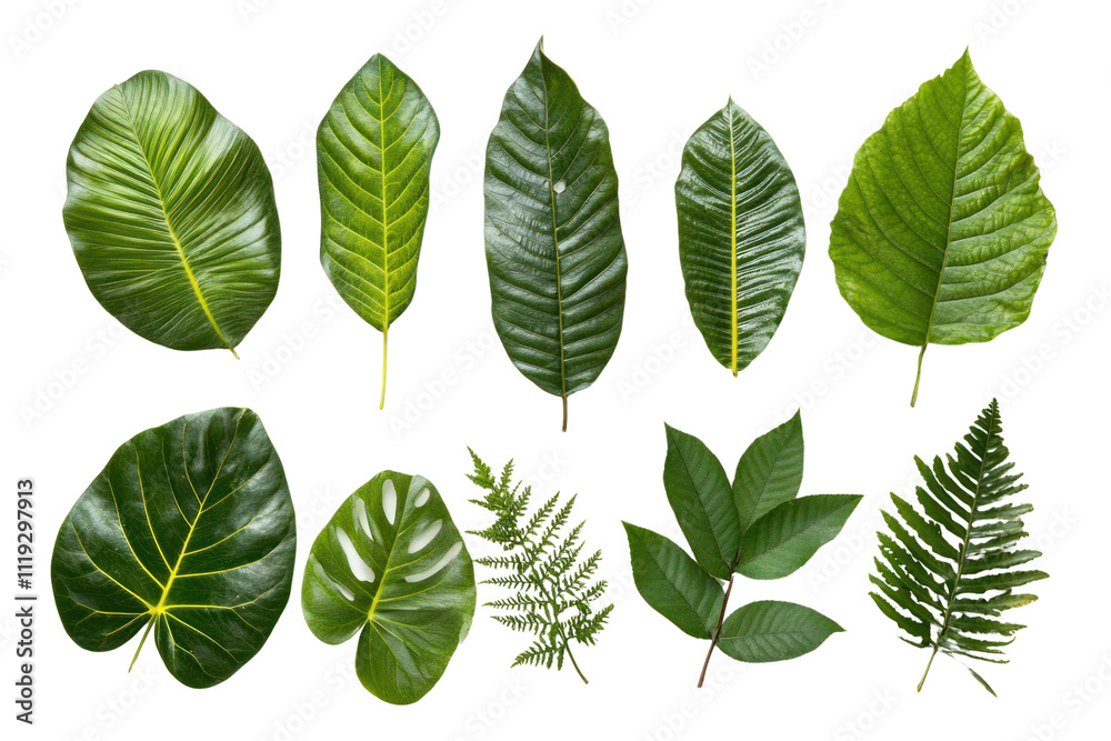 Tropical leaves flat lay, arranged aesthetically, isolated on transparent and white background.PNG image Tropical leaves flat lay, arranged aesthetically, isolated on transparent and white background.PNG image