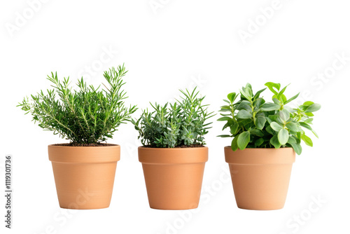 Houseplants in terracotta pots, creating earthy ambiance, perfect for traditional decor, isolated on transparent and white background.PNG image 