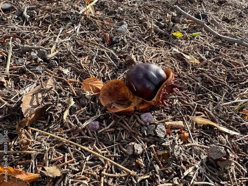 A fallen shiny brown chestnut lying on the ground. Close-up. Aesculus hippocastanum fruit on the ground. Common; horse chestnut, European horsechestnut, buckeye, and conker tree. Family Sapindaceae.
 photo