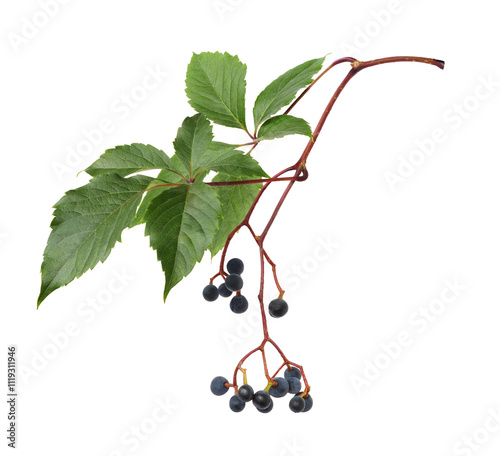 Small blue berries and gree...