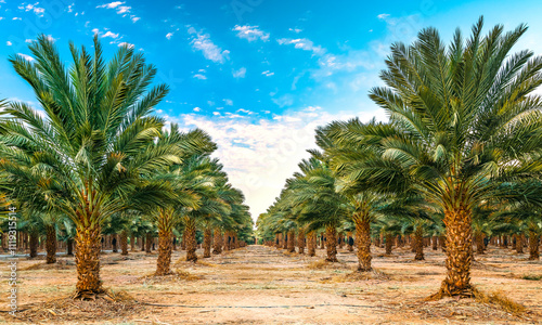 Plantations of date palms. Sustainable agriculture industry, healthy food production. Date palm is iconic ancient plant has been cultivated for 5000 years in desert and arid areas of the Middle East