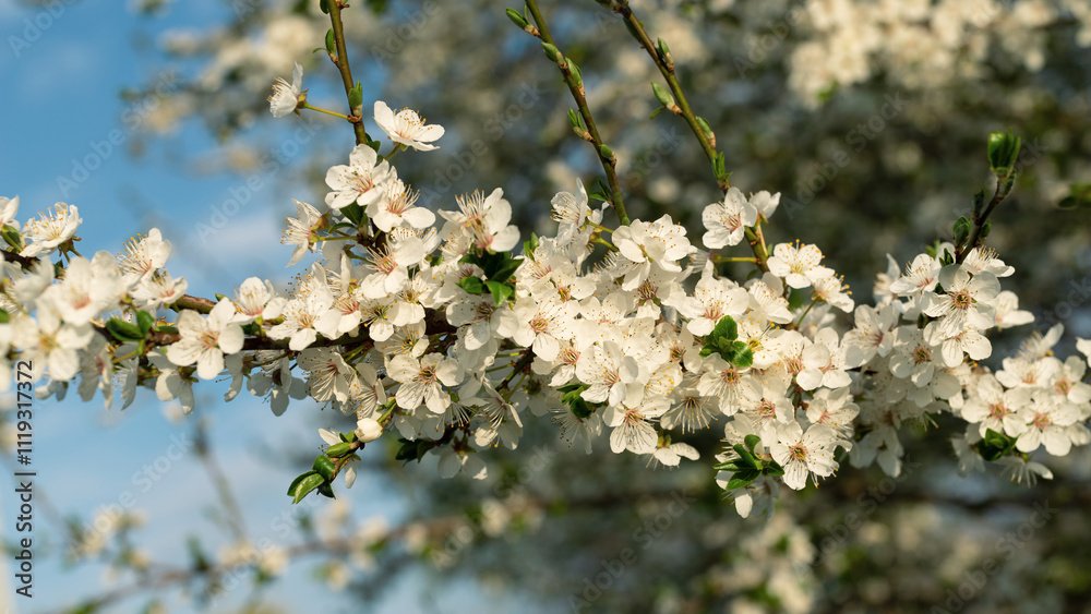 Blooming plum flowers on a spring branch. Blooming plum flowers on a spring branch.