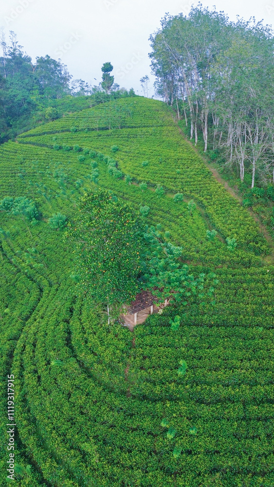 Aerial View of Lush Tea Plantations on Mountain Slopes.
Aerial view of hills with tea plantation at misty morning in Sri Lanka Drone photo. 