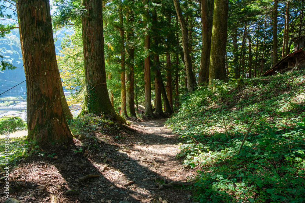 Fototapeta premium 奈良井宿の杉並木