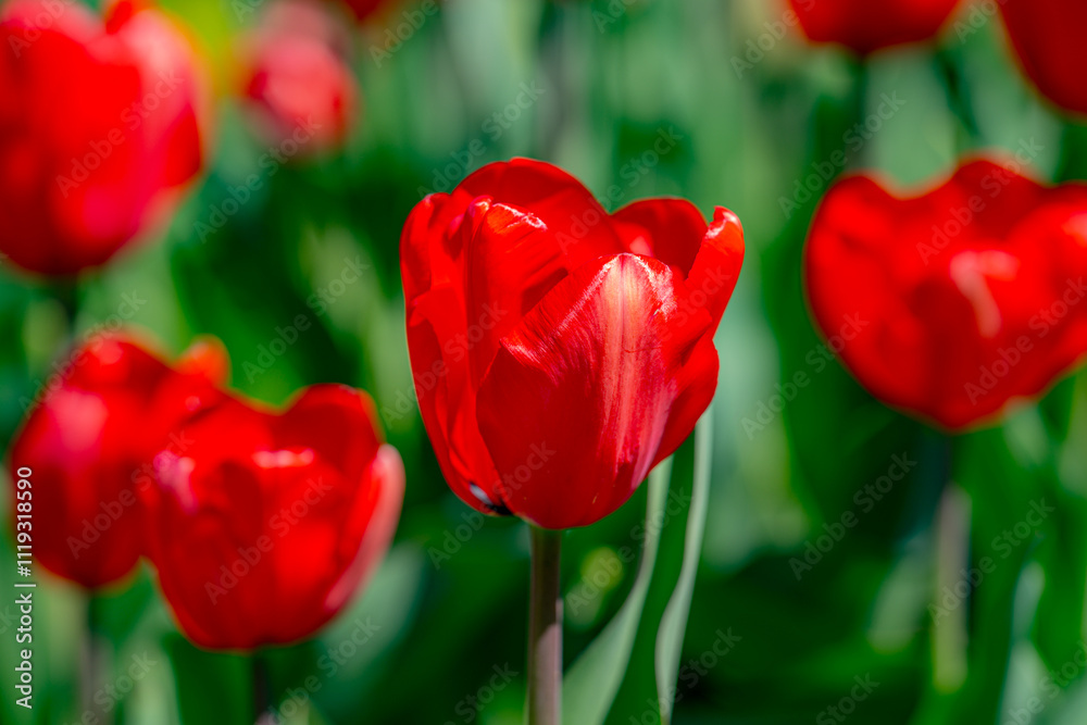 Red Tulip flower in tulip field at spring day. Colorful vivid pink tulips in the park. Spring landscape. Red tulip garden in spring. The Tulip. Beautiful bouquet of tulips in spring nature. Close up Red Tulip flower in tulip field at spring day. Colorful vivid pink tulips in the park. Spring landscape. Red tulip garden in spring. The Tulip. Beautiful bouquet of tulips in spring nature. Close up