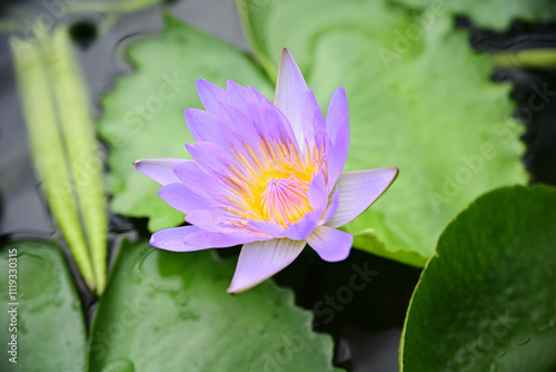 water lily bloom