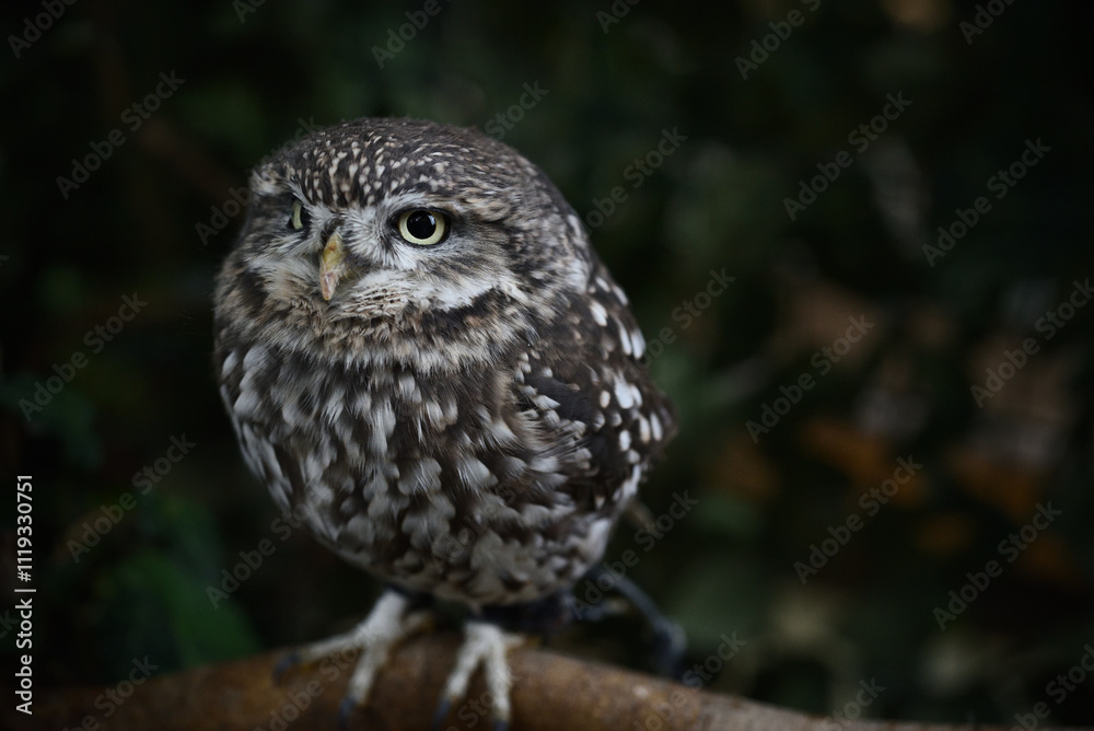 little owl little owl