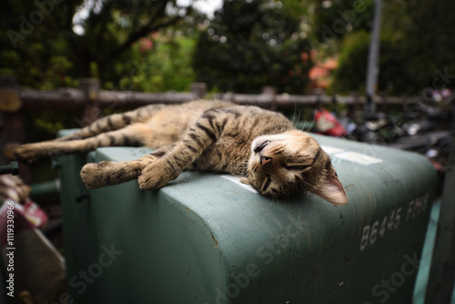 lazy cat