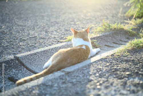 cat on the ground