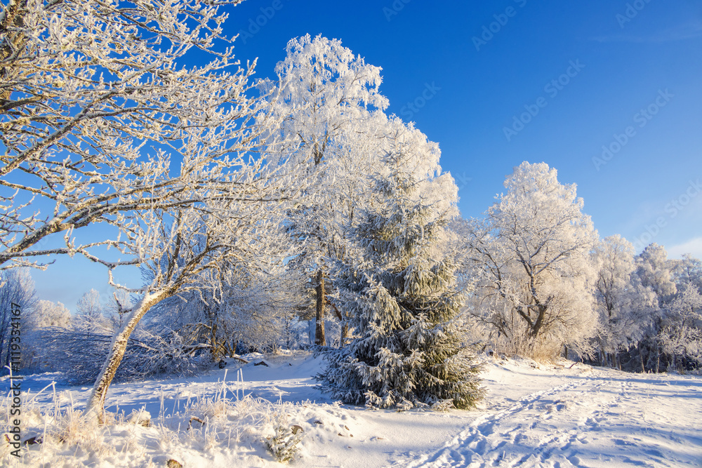 Footprints in the snow by frosty trees at a meadow a cold snowy winter day Footprints in the snow by frosty trees at a meadow a cold snowy winter day