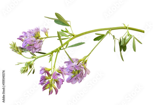 Foto Twig of purple flowers and green leaves of lucerne (Medicago) isolated on white