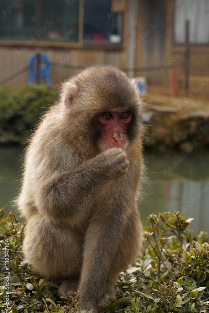 Fototapeta premium japanese macaque sitting on the ground