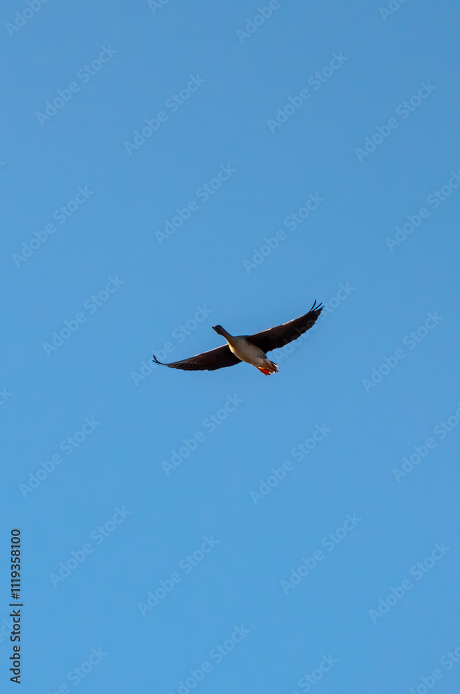 Graceful goose soaring under a bright blue sky. A single goose in mid-flight, serene atmosphere, upward angle, open sky background, capturing the beauty and freedom of nature. Graceful goose soaring under a bright blue sky. A single goose in mid-flight, serene atmosphere, upward angle, open sky background, capturing the beauty and freedom of nature.