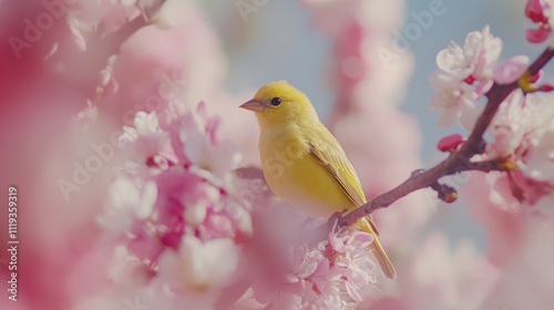 A Serene Springtime Scene: A Golden Canary Perched Amidst Delicate Pink Blossoms, Basking in the Gentle Sunlight of a Tranquil Day