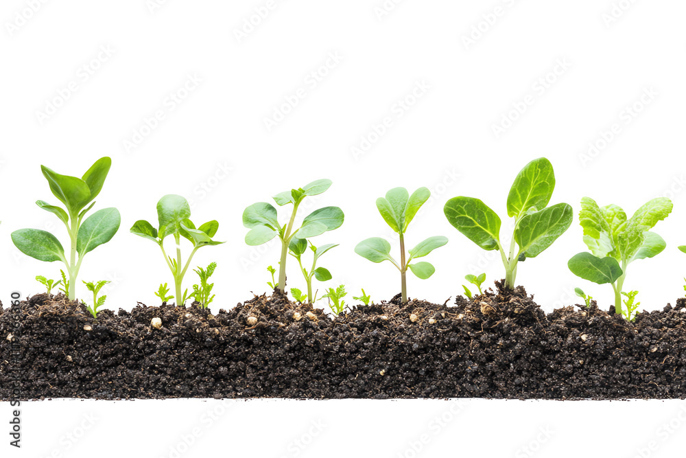 A row of vibrant green seedlings emerging from rich, dark soil, symbolizing growth, renewal, and the beauty of nature's cycles. A row of vibrant green seedlings emerging from rich, dark soil, symbolizing growth, renewal, and the beauty of nature's cycles.