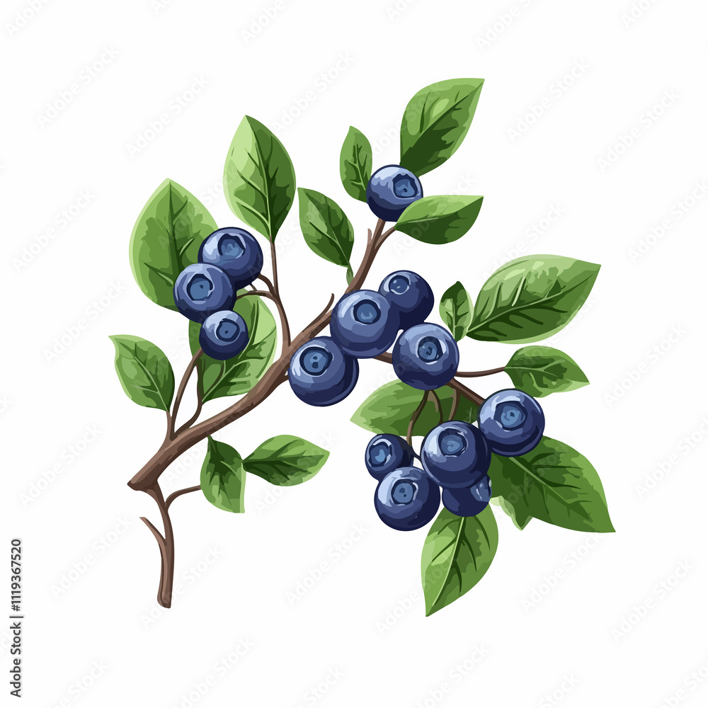 Fresh Blueberry Branch with Luscious Blue Berries and Vibrant Green Fibres Fresh Blueberry Branch with Luscious Blue Berries and Vibrant Green Fibres