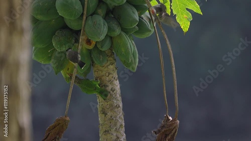 Green bird feeding on branch of tree photo