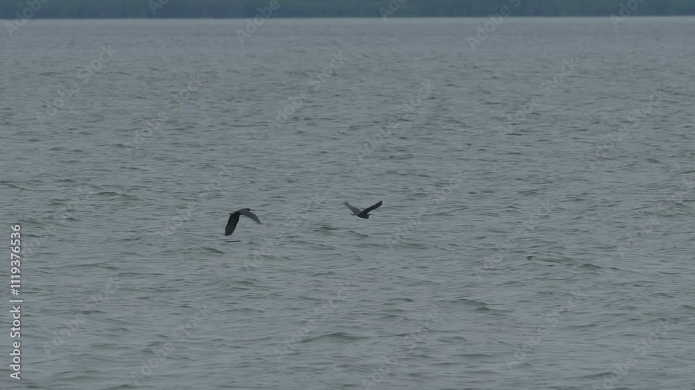Pair of reef herons flying over the lake. Pair of reef herons flying over the lake.
