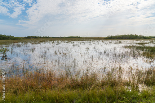 Swamp land at Everglades National Park, Florida, United States