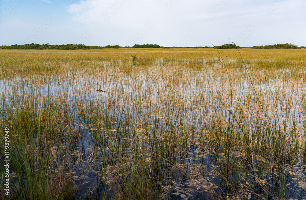 Swamp land at Everglades National Park, Florida, United States Swamp land at Everglades National Park, Florida, United States
