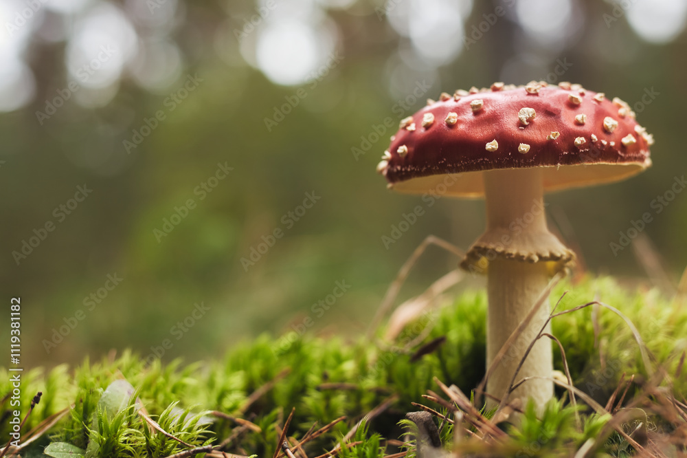 Beautiful - Red Fly Agaric Mushroom in Forests - Amanita Muscaria - Toadstool - Close-Up - Herbst Stimmung - Waldpilz - Glückspilz - Fliegenpilz - Colorkey - Background - Mushroom in the Woods Beautiful - Red Fly Agaric Mushroom in Forests - Amanita Muscaria - Toadstool - Close-Up - Herbst Stimmung - Waldpilz - Glückspilz - Fliegenpilz - Colorkey - Background - Mushroom in the Woods