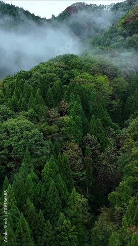 朝霧に包まれた山　雨に濡れた森林　空撮　自然風景　縦型動画　縦　SNS　サイネージ